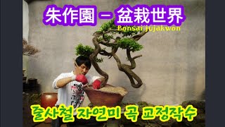 주작원 분재세계 Bonsai jujakwon 盆栽-朱作園/줄사철 자연미 곡 간단교정 수형작수 분갈이 과정