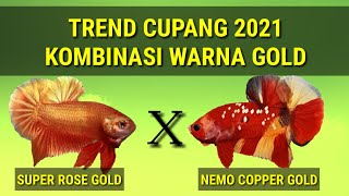 TREND BARU IKAN CUPANG 2021