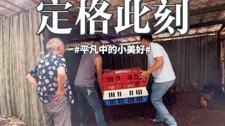 第34集：农历二十，鸡苗进场，这下活儿更多了。#2024新农人计划