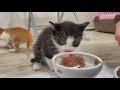 【子猫のはじめての離乳食】「コレなんすかっ！（子猫）」→ロイヤルカナン♪→「あかん！うますぎや（子猫）」★〈保護猫〉～kitten growth record～