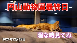 円山動物園　最終日の全て　2024年12月28日　作業用ライオン動画 #maruyamazoo #ito #pace