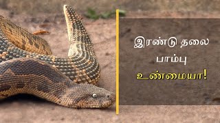 இரண்டு தலை பாம்பு உண்மையா...? || IS THE TWO - HEADED SNAKE REAL... ?