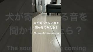 犬が寄って来る音 The sound of a dog approaching