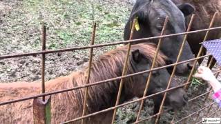 動物ふれあい-ミニチュアホースと黒毛牛 渋川動物公園（岡山）