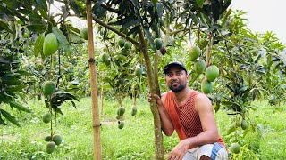 মা,য়ের যত্নের ফলের বাগানে আম কাঁঠাল ভরপুর