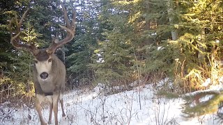 Trail Cam Footage of the Mule Deer Rut