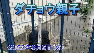 ダチョウの子供が大きくてビックリした【旭山動物園】