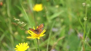 2023-06-03 RIBNIKI V DOLINI DRAGE LEPIDOPTERA Melitaea athalia NAVADNI PISANČEK