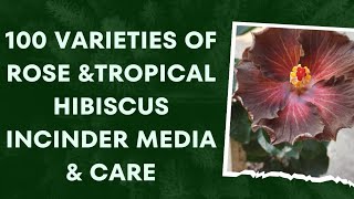 100 Varieties of Rose \u0026 Tropical Hibiscus in Cinder media \u0026 it's care