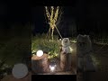 愛犬と見るクリスマスイルミネーション shorts ポメラニアン イルミネーション いばらきフラワーパーク dog pomeranian illumination