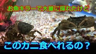 涸沼川テナガエビ釣りお魚キラーカニマンションで大量GET【茨城海釣り】