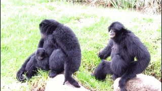 Siamang Apes go Wild.