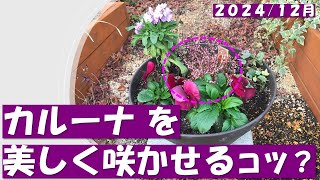 #カルーナの栽培に適した用土は？・ｐｈは？植栽時の注意点