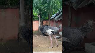 អូទ្រីស​ ostrich Austria #youtubeshorts #nature #shortvideo #shortsfeed #shorts #animal #ostrich