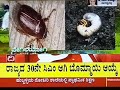 Root grub management in Ginger+ KVK Bidar+ Digvijaya TV