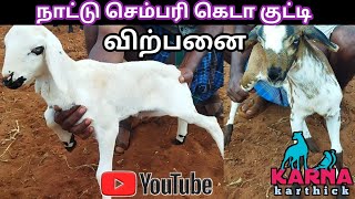 nattu Sembari kida kutty sales! thamil video! goat sales!