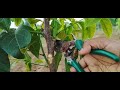 மஹோகனி மரம் பராமரிப்பு mahogany tree care