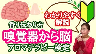 精油が心身に伝わるしくみ【嗅覚器から脳】【皮膚に浸透して】アロマテラピー