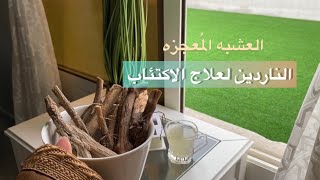 تجربتي مع عشبه الناردين للاكتئاب والقلق والوسواس ؛ وطريقه الاستخدام 🪵