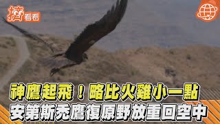 神鷹起飛!略比火雞小一點 安第斯禿鷹復原野放重回空中｜TVBS新聞｜擠看看