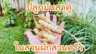 ปลูกมันสาคู ในสวนผักสวนครัว (Ep.145)Rose Aesthete|De Kooter Garden