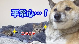 子猫が側でドタバタ！平常心を装うがついついアクビをしてしまう柴犬--Shiba inu Riki and Kitten---