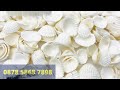 HARGA TEPUNG KULIT KERANG, BERKUALITAS, 0878 5868 7898