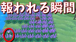 [ポケットモンスターＸＹ]（色違い・ポケトレ）これですべて報われる（part86）