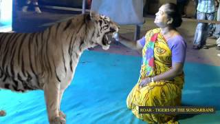 Kusum Face To Face With The Tigers Of The Sundarbans