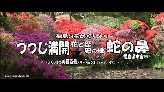 福島の花めぐりより Ｖｅｒ. 4Ｋ～ つつじ満開 花と歴史の郷 ”蛇の鼻”  ～