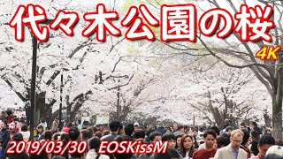 代々木公園 EOSKissM 2019年3月30日 4K 無編集