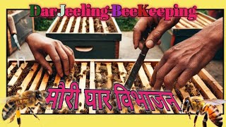 मौरी गोला विभाजन कसरी गर्ने || मौरी घार विभाजन || Division Beehive || Apis cerena indica 🐝🐝