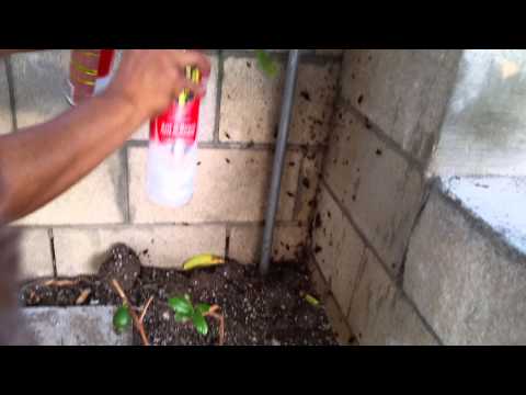 Roach nest Roach nest