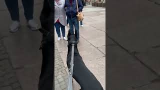 Tiny Dog Taunts Two Dobermans || ViralHog