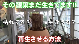 【幸福の木】枯れた観葉・枯れてない観葉の見分け方！