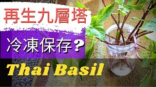 How to regrow/preserve Thai Basil?如何種植九層塔/羅勒【再生蔬菜】九層塔怎麼種，九層塔的功效，冷凍九層塔，阡插九層塔，如何保存九層塔