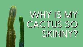 Cactus Etiolation 101: How to Fix the Most Common Problem for San Pedro Cactus