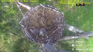 Bald Eagle - WRDC Eagle Nest Cam 02.02.2025 09:50