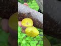 super segar☆☆☆fruit fresh.#shorts #shortvideo