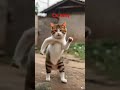 cartoon cats cute short bhojpuri