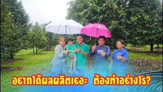 ฝนตก🌧️ป๋าก็ลุย🙏🙏เพิ่มผลผลิตแบบปังๆในแบบฉบับป๋าแสวง✅✅