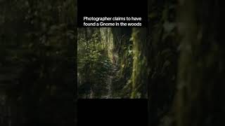 Photagrapher claims to have found a live gnome in the woods #gnome #gnomes #kingdomofgnome #photogra