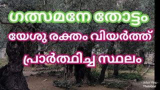 യൂദാസ് യേശുവിനെ ഒറ്റിക്കൊടുത്ത ഗത്സമനേ തോട്ടം, യേശു രക്തം വിയർത്ത് പ്രാർത്ഥിച്ച പാറ.  Gethsemane.