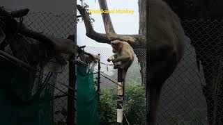 #kodaikanal monkey