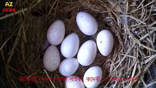 টার্কির ডিম ফুটাবেন যেভাবে-মুরগি দিয়ে যেভাবে টার্কির ডিম ফুটাবেন-টার্কি মুরগি পালন