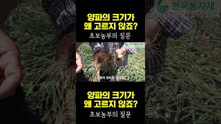 [한국농수산TV] 양파의 크기가 왜 고르지 않죠? 초보농부의 고백 #켈팍#케이플러스#하이파케미털