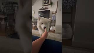 My dogs reaction to the finger #shorts #samoyed #dogshorts #funnydogs #cutedogs