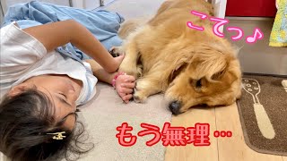 楽しそうに遊んでいたのに、突然コテッと力尽きて寝ようとする大型犬クッキー【ゴールデンレトリバーとミニチュアダックスフンド】