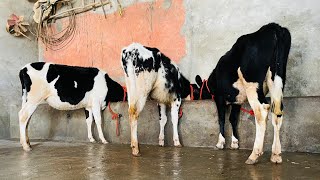 ਤਿੰਨ ਵੱਛੀਆਂ ਵਿਕਾਉ 👌🏻👌🏻ਘੱਟ ਰੇਟ 😱😱Bawa dairy farm