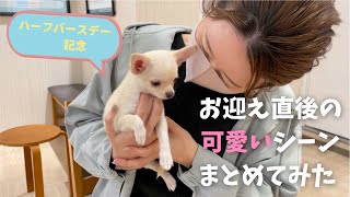 出会いからお迎え後の可愛いシーンだけをまとめてみました【子犬チワワ🐶ハーフバースデー記念】